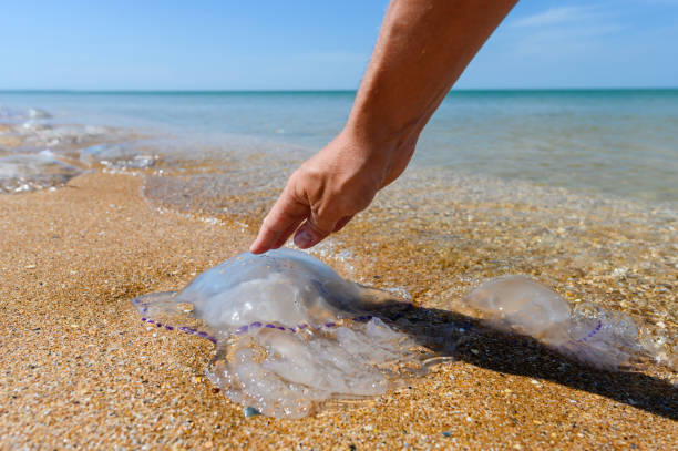 Jellyfish with a playful twist – ocean humor in action."